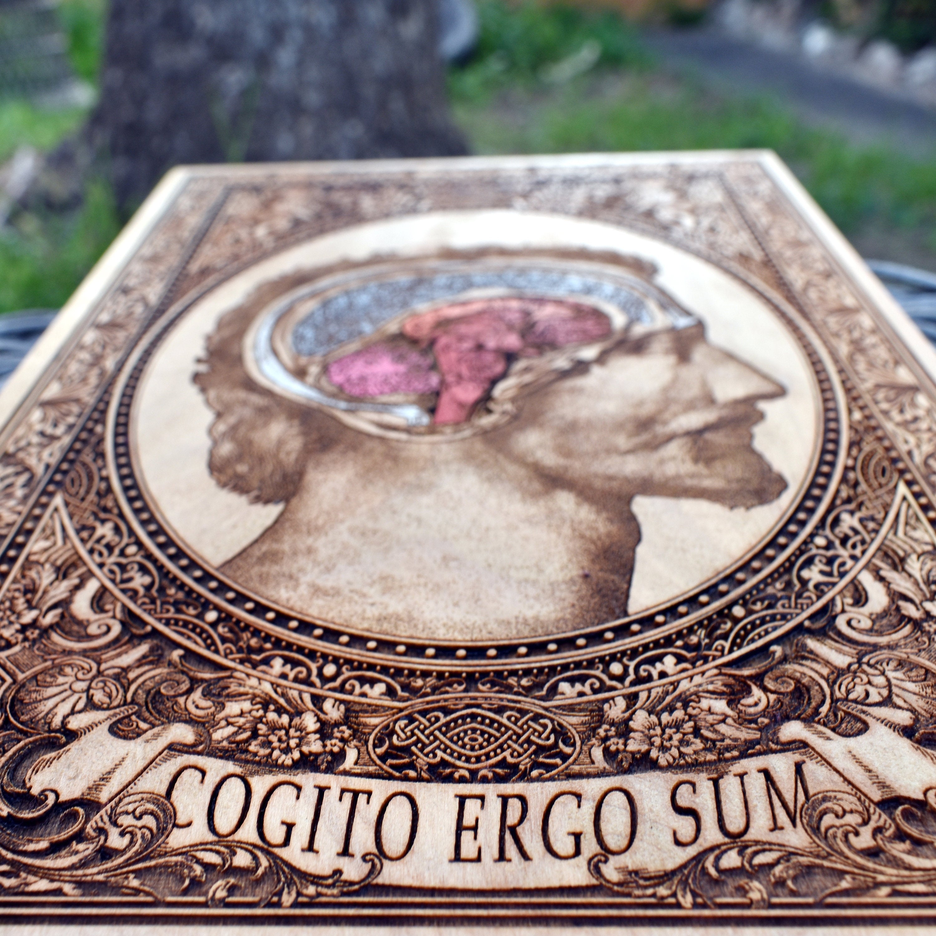 Hand-painted vintage anatomical skull art on rustic wood.
