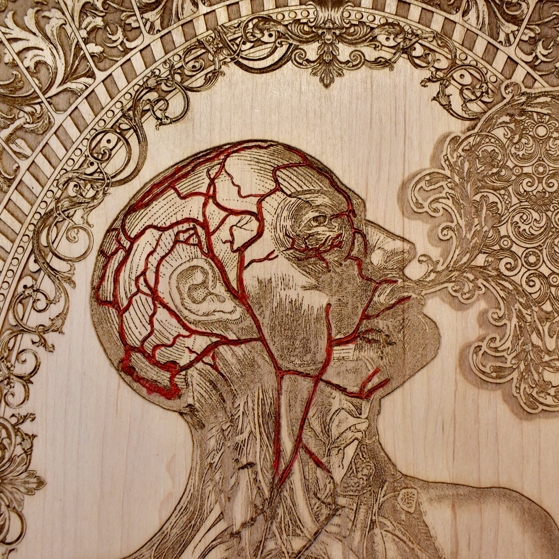 Menschliche Anatomie - Groß