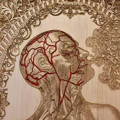 Menschliche Anatomie - Groß
