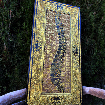 Human spine artwork for chiropractor or anatomy decor