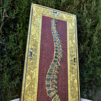 Anatomical spine wall decor with red pattern and gold accents