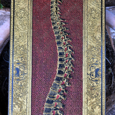 Gothic spine wall hanging with red vertebrae and gold lining